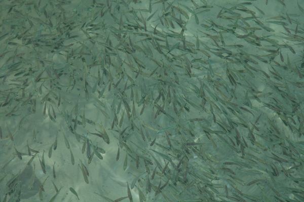 IMG_1509Final.jpg IMG 1509Final