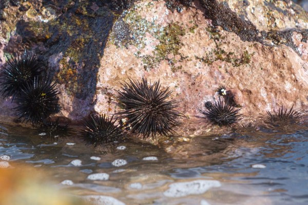 IMG_5208Final-7D.jpg IMG 5208Final 7D