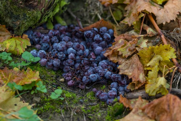 AD1A0424Final 7D Mk2