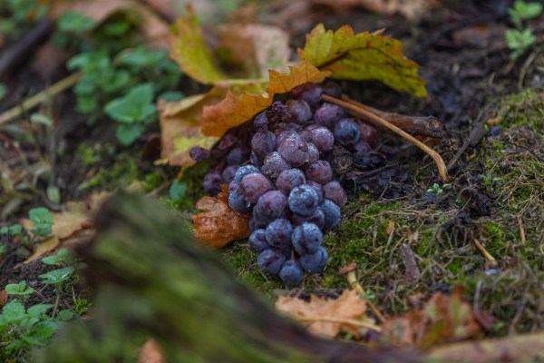 AD1A0431Final 7D Mk2