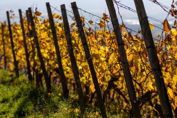 AD1A0575Final 7D Mk2