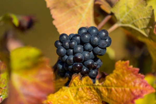 AD1A0607Final 7D Mk2