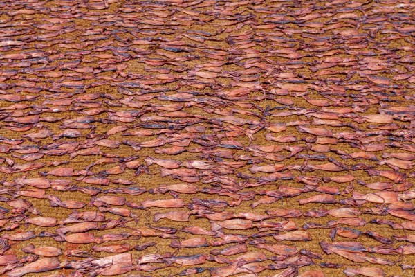 IMG_1562Final-5D-mk2.jpg IMG 1562Final 5D mk2