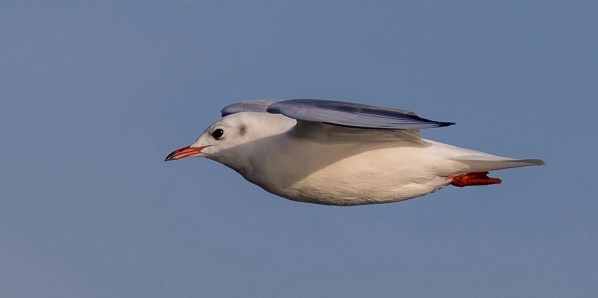 AD1A1332Final 7D Mk2