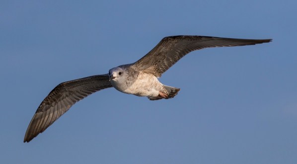 AD1A1358Final 7D Mk2