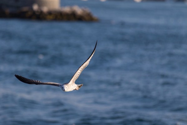 AD1A1377Final 7D Mk2