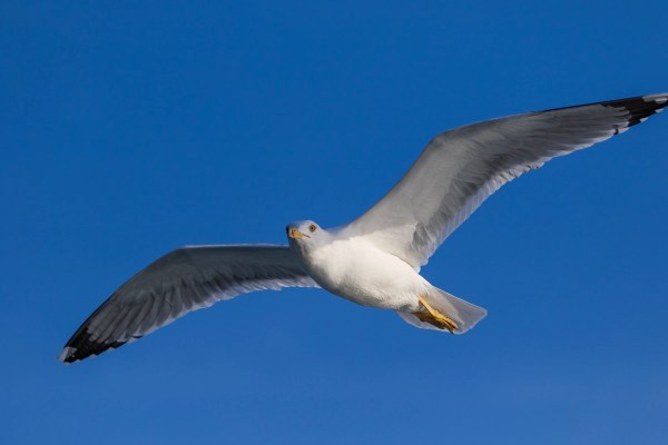 AD1A1385Final 7D Mk2