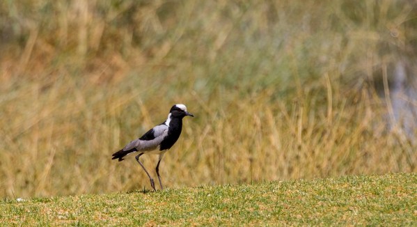 AD1A4401Final-7D-Mk2.jpg AD1A4401Final 7D Mk2