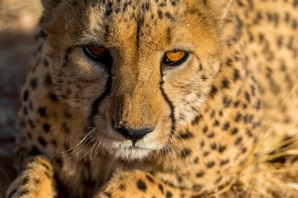 AD1A4433Final-7D-Mk2.jpg AD1A4433Final 7D Mk2