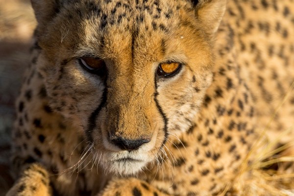 AD1A4434Final-7D-Mk2.jpg AD1A4434Final 7D Mk2