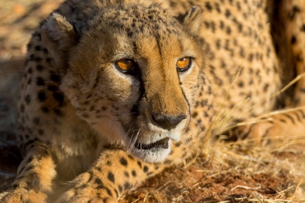 AD1A4437Final-7D-Mk2.jpg AD1A4437Final 7D Mk2