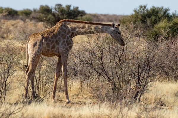 AD1A4575Final-7D-Mk2.jpg AD1A4575Final 7D Mk2