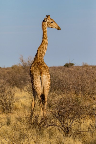 AD1A4635Final-7D-Mk2.jpg AD1A4635Final 7D Mk2