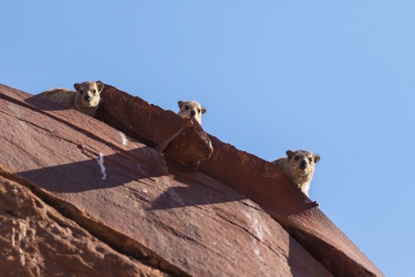 AD1A5032Final 7D Mk2