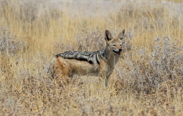 AD1A5094Final-7D-Mk2.jpg AD1A5094Final 7D Mk2