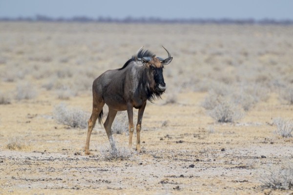 AD1A5096Final 7D Mk2