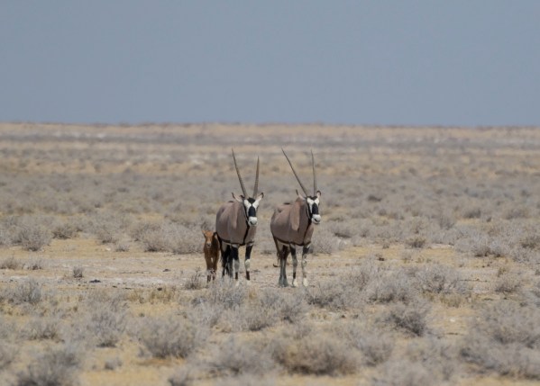 AD1A5100Final 7D Mk2