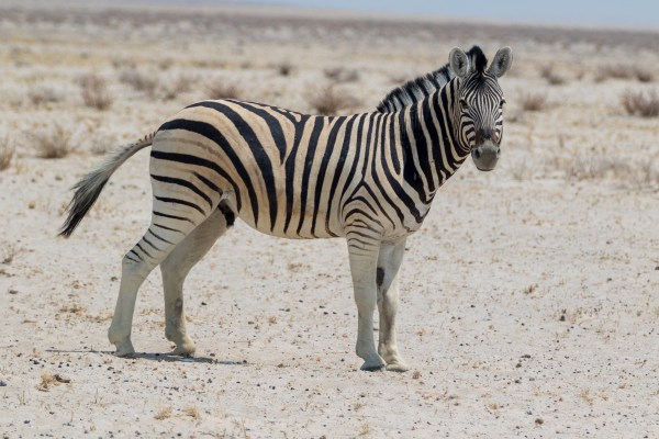 AD1A5107Final 7D Mk2 2