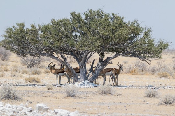 AD1A5113Final 7D Mk2