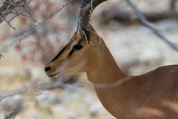 AD1A5137Final 7D Mk2