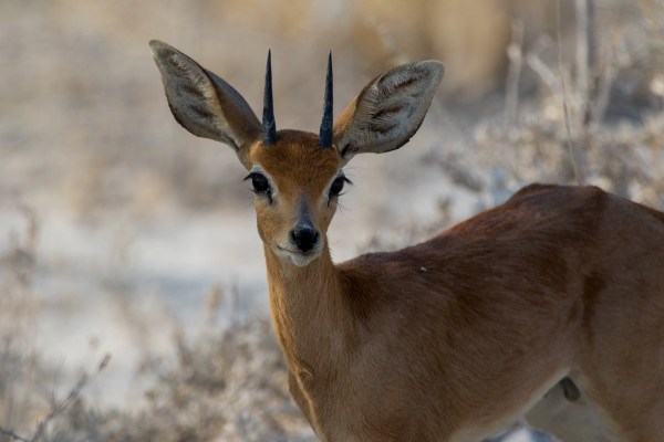 AD1A5155Final 7D Mk2