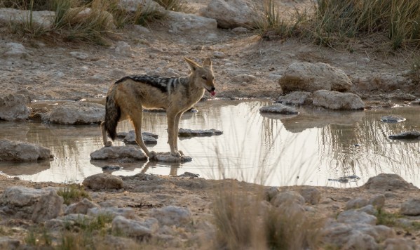 AD1A5171Final 7D Mk2