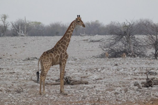 AD1A5180Final 7D Mk2