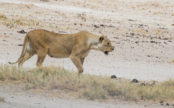 AD1A5231Final 7D Mk2