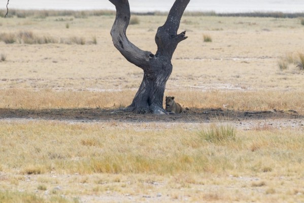 AD1A5251Final 7D Mk2