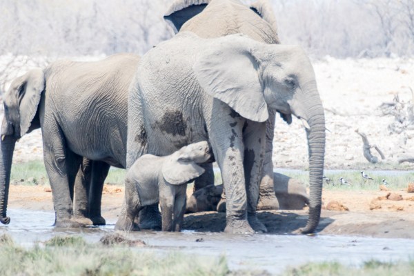 AD1A5294Final 7D Mk2