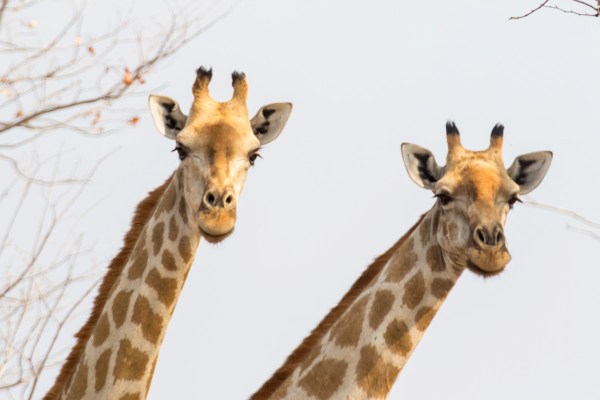 AD1A5299Final 7D Mk2