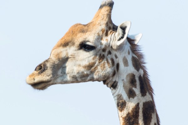 AD1A5303Final 7D Mk2