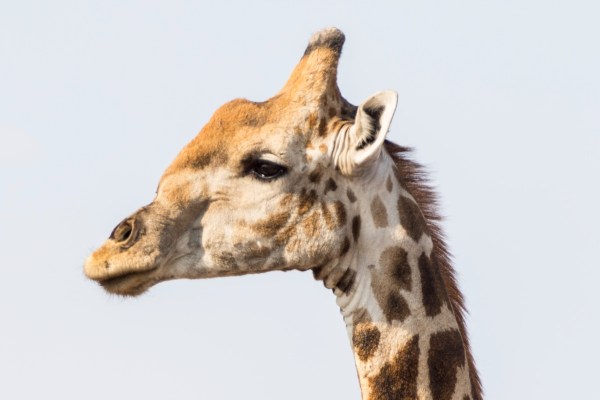 AD1A5304Final 7D Mk2