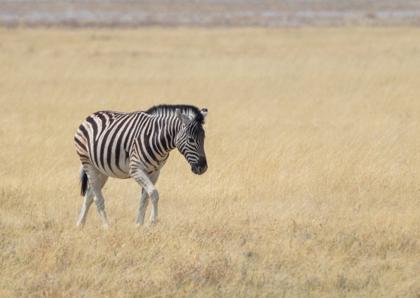 AD1A5386Final 7D Mk2