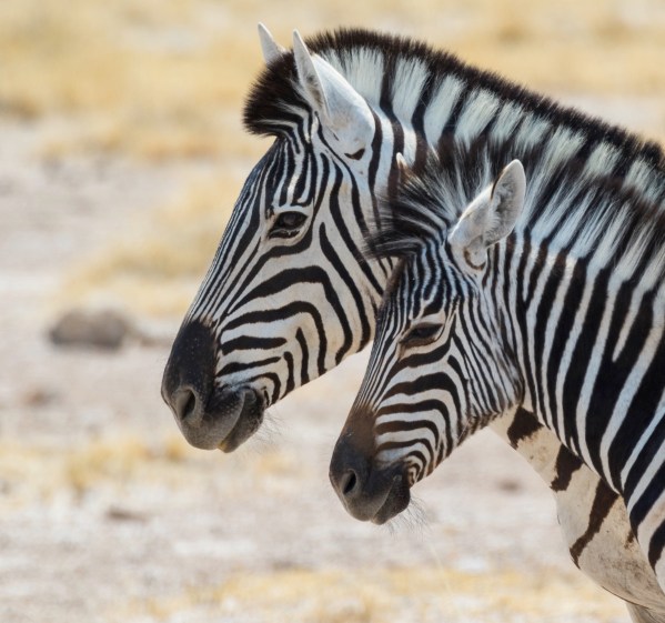 AD1A5440Final 7D Mk2 2