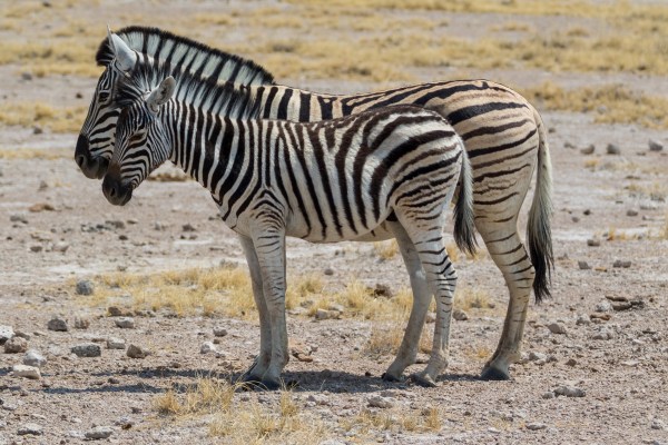 AD1A5443Final 7D Mk2