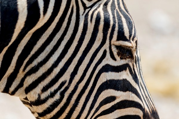 AD1A5457Final 7D Mk2