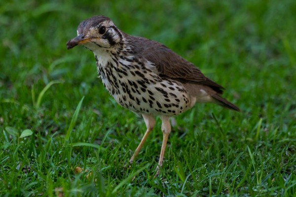 AD1A5532Final 7D Mk2