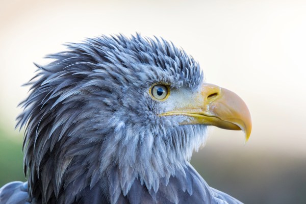 Guttenberg-5597Final-7D-Mk2.jpg Guttenberg 5597Final 7D Mk2