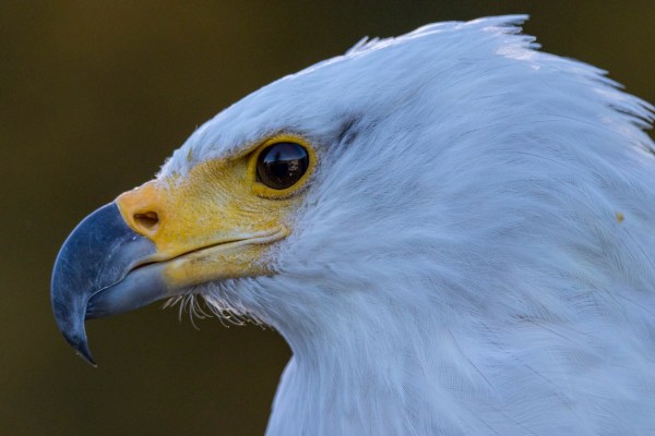 Guttenberg 5688Final 7D Mk2