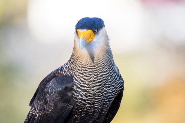 Guttenberg 5729Final 7D Mk2