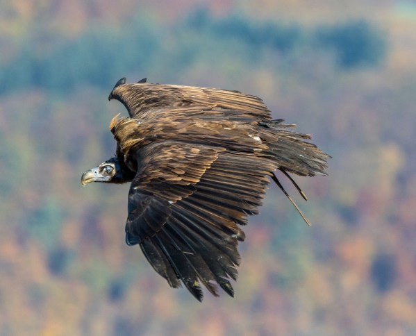 Guttenberg 5787Final 7D Mk2