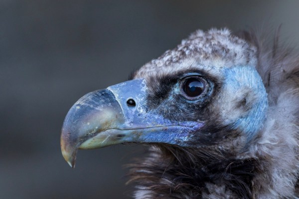 Guttenberg 5870Final 7D Mk2