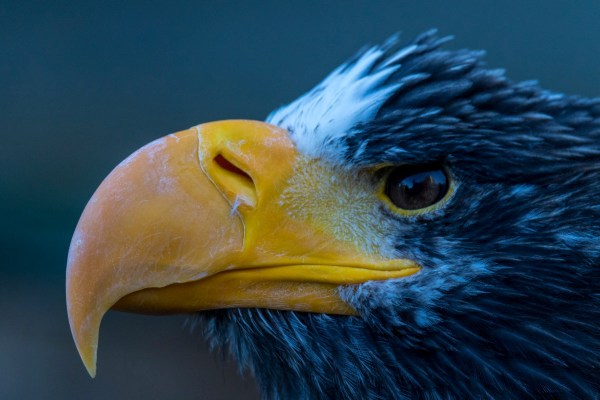 Guttenberg 5897Final 7D Mk2