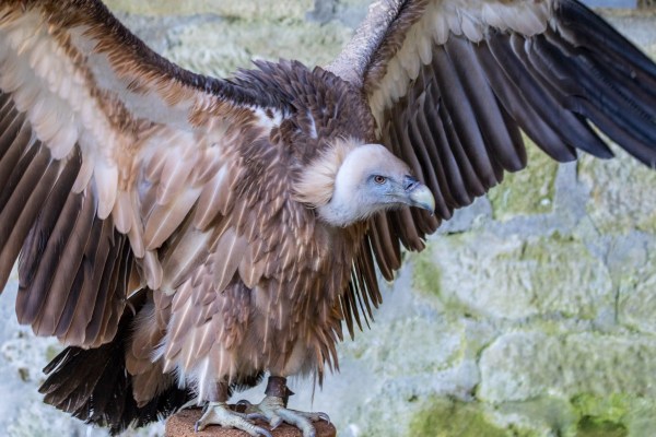 Guttenberg 5936Final 7D Mk2