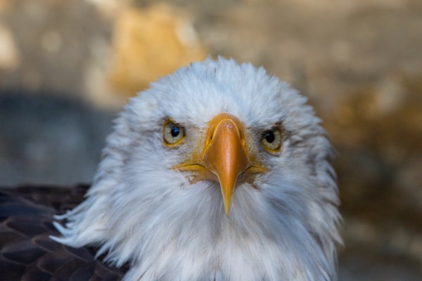 Guttenberg 5957Final 7D Mk2