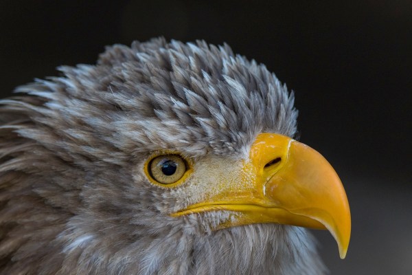 Guttenberg 6001Final 7D Mk2