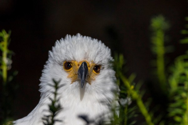 Guttenberg 6004Final 7D Mk2