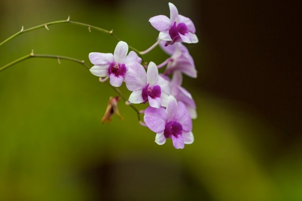 Laos Vietnam 5D 7490 Final