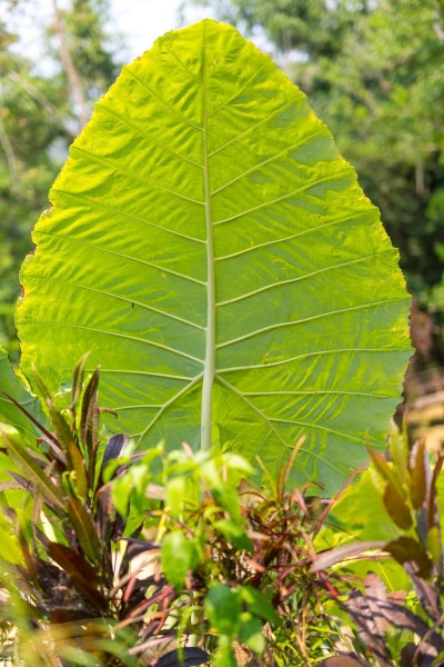 Laos Vietnam 5D 7630 Final